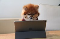 cookie-the-pom-gySMaocSdqs-unsplash.jpeg